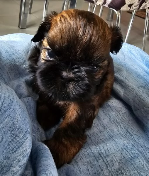 cuccioli SHIH TZU meravigliosi