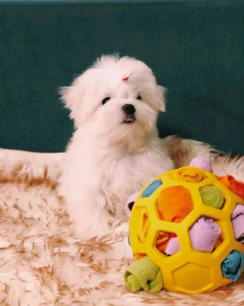 Cuccioli di maltese maschi e femmine disponibili per una casa adorabile e premurosa | Foto 2