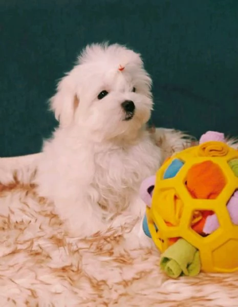 Cuccioli di maltese maschi e femmine disponibili per una casa adorabile e premurosa