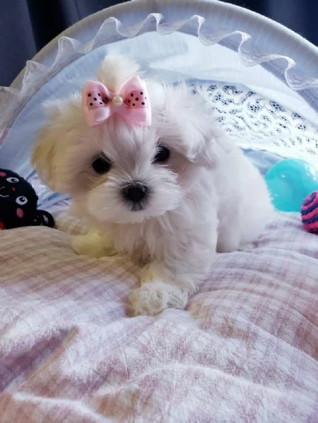 Cuccioli di maltese toy  | Foto 0