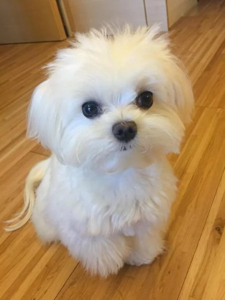 Cuccioli di maltese toy 