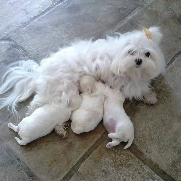 Cuccioli di maltese toy  | Foto 1