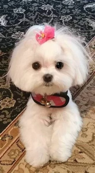 Cuccioli di maltese toy  | Foto 0