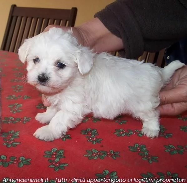 Cuccioli di maltese toy  | Foto 1