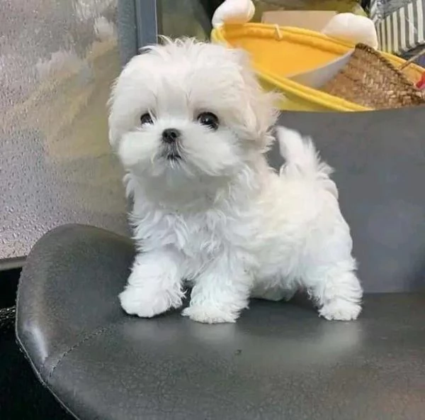Cuccioli di maltese toy  | Foto 1