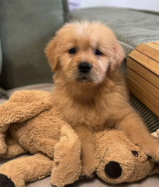 Cuccioli Golden Retriever 