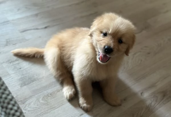 Cuccioli Golden Retriever  | Foto 0