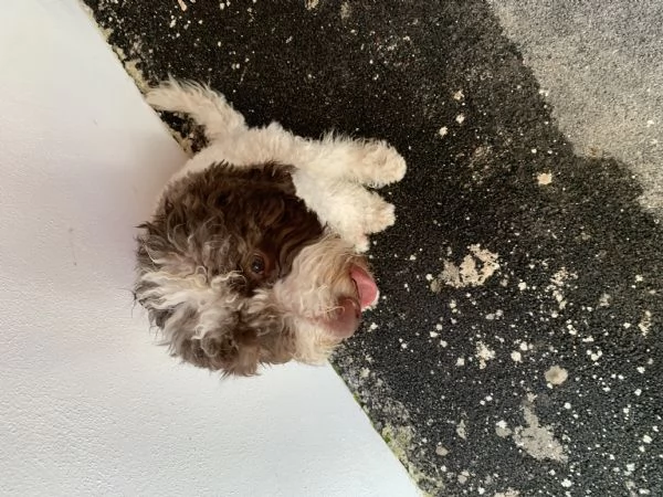 Cucciolo di Lagotto  | Foto 1
