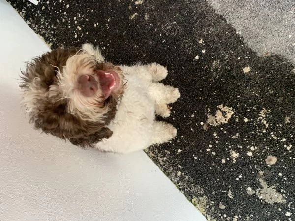 Cucciolo di Lagotto  | Foto 0