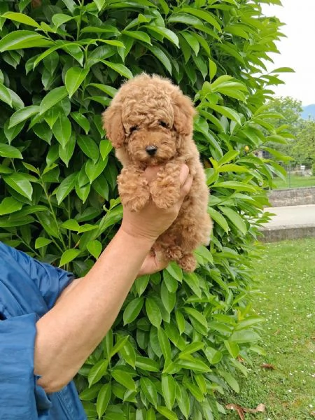 Barboncino nano | Foto 0