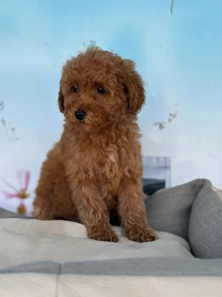 Barboncino toy | Foto 2