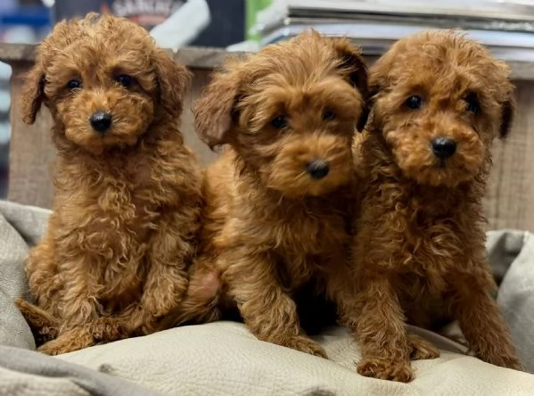 Barboncino toy | Foto 1