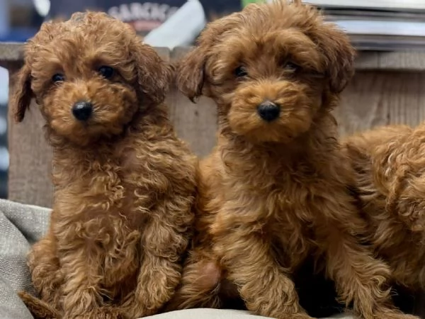 Barboncino toy | Foto 0