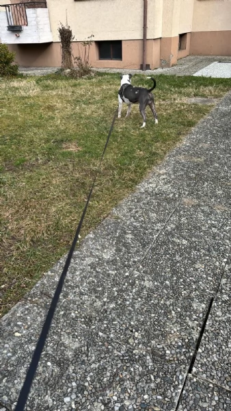 Regalo cane per motivi di lavoro 