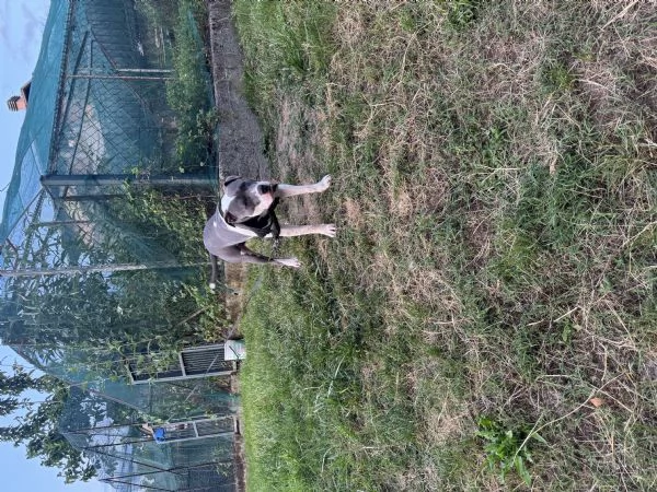 Regalo cane per motivi di lavoro  | Foto 1