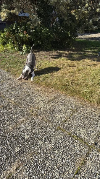 Regalo cane per motivi di lavoro  | Foto 0