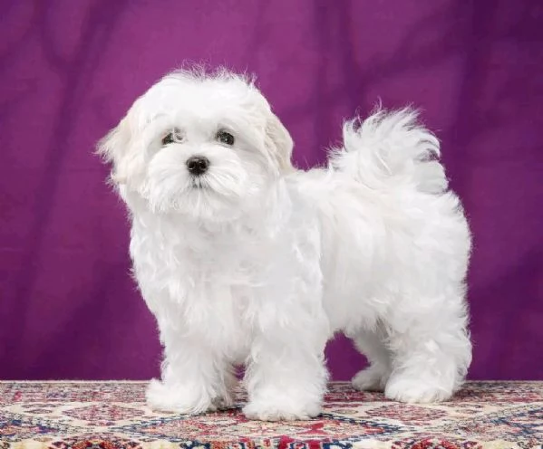 Maltese  | Foto 0