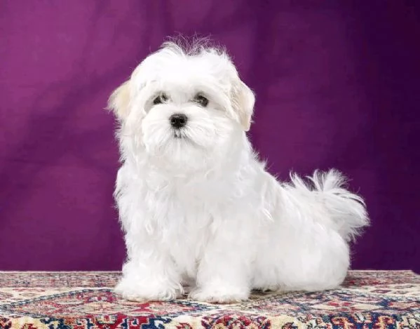 Maltese 