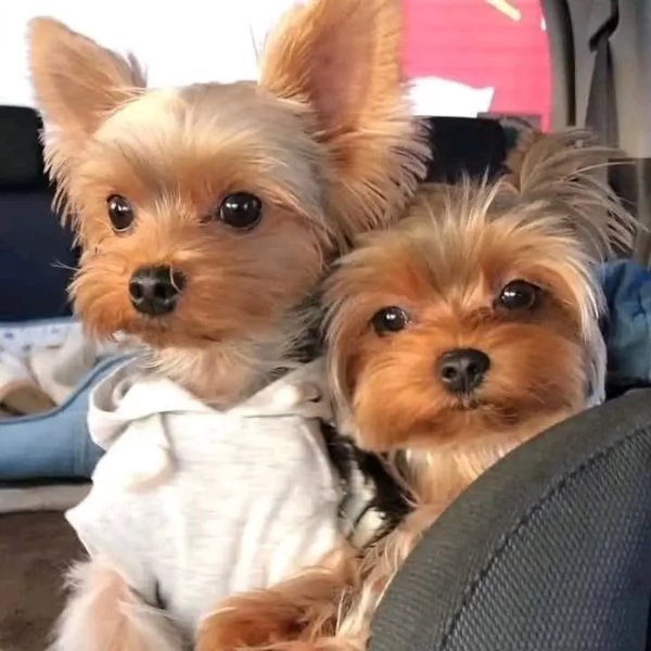 Adorabili cuccioli di Yorkshire Terrier. | Foto 0