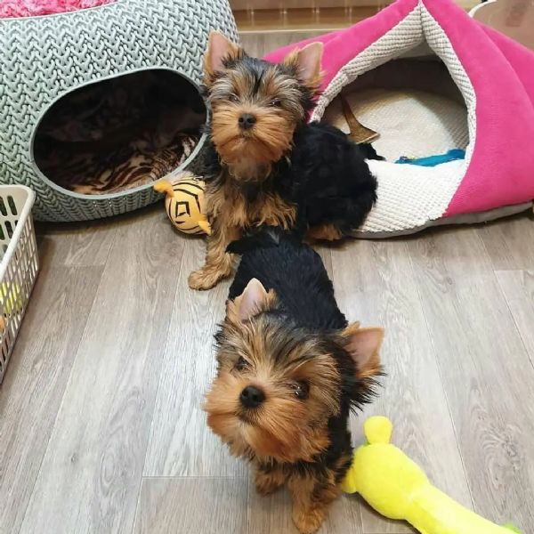 LUXMAY Corda Giocattolo per Cani, Cane Masticare Giocattolo Corda