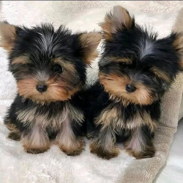 Cuccioli di Yorkshire Terrier maschi e femmine. Sono vaccinati, controllati