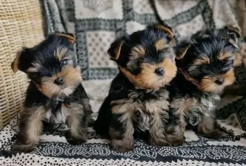 Cuccioli di Yorkshire terrier. Bellissimi | Foto 1