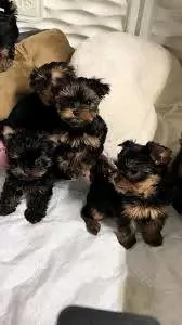 Bellissimi cuccioli maschi e femmine di Yorkshire Terrier da tè per buone famiglie | Foto 2