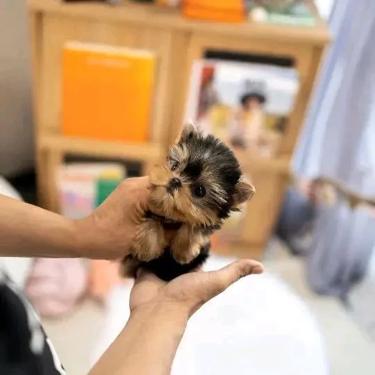 Bellissimi cuccioli maschi e femmine di Yorkshire Terrier da tè per buone famiglie | Foto 1
