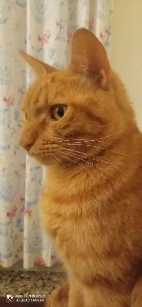 Splendido gatto rosso in adozione