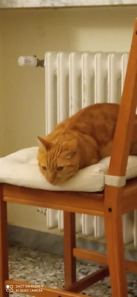 Splendido gatto rosso in adozione | Foto 2