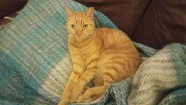 Splendido gatto rosso in adozione | Foto 1