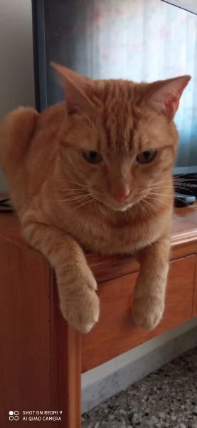Splendido gatto rosso in adozione | Foto 0