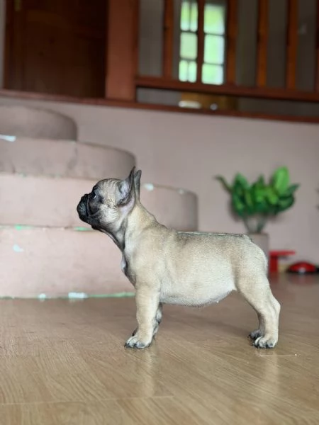 Bulldog Francese – Bellissimi Cuccioli | Foto 6