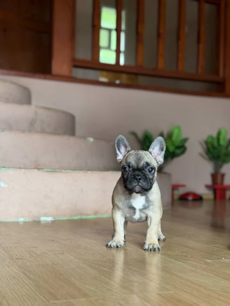 Bulldog Francese – Bellissimi Cuccioli | Foto 5