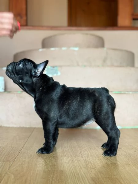 Bulldog Francese – Bellissimi Cuccioli | Foto 4