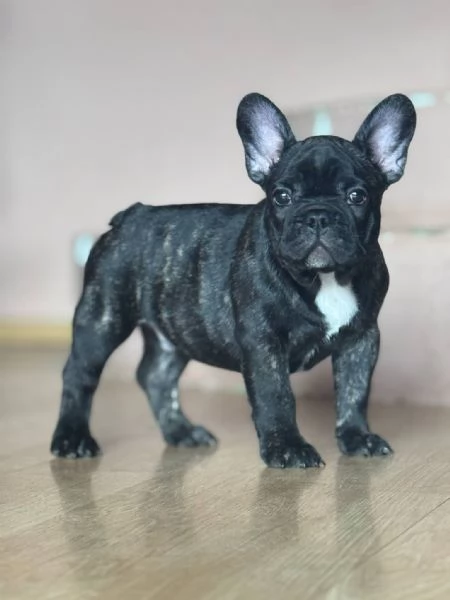 Bulldog Francese – Bellissimi Cuccioli | Foto 3
