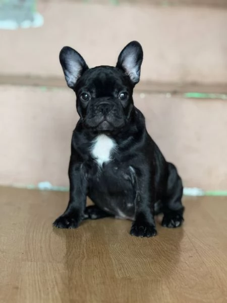 Bulldog Francese – Bellissimi Cuccioli | Foto 2