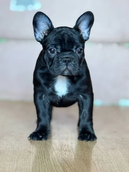 Bulldog Francese – Bellissimi Cuccioli