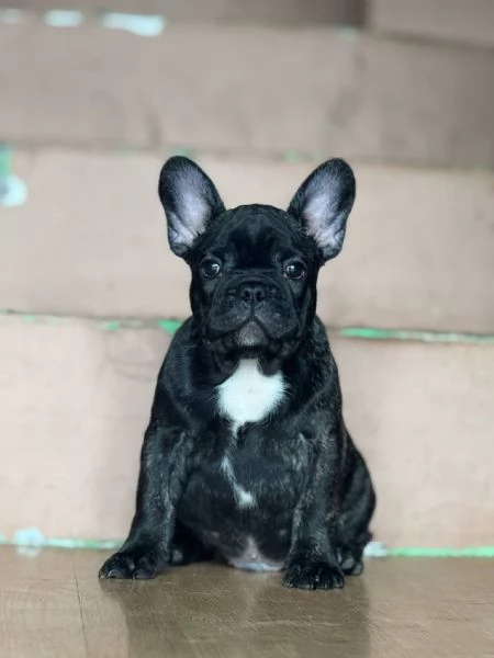 Bulldog Francese – Bellissimi Cuccioli | Foto 1