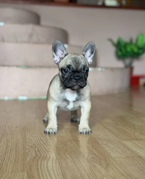Bulldog Francese – Bellissimi Cuccioli | Foto 0