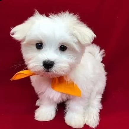 Cuccioli di maltese toy 