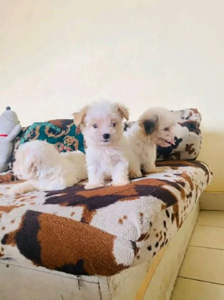 Cuccioli di maltese toy  | Foto 0
