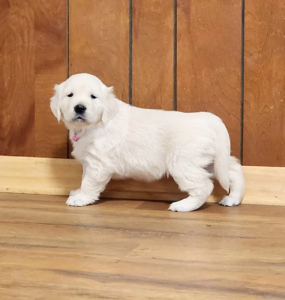 Due cuccioli maschietti di Golden retriever | Foto 0