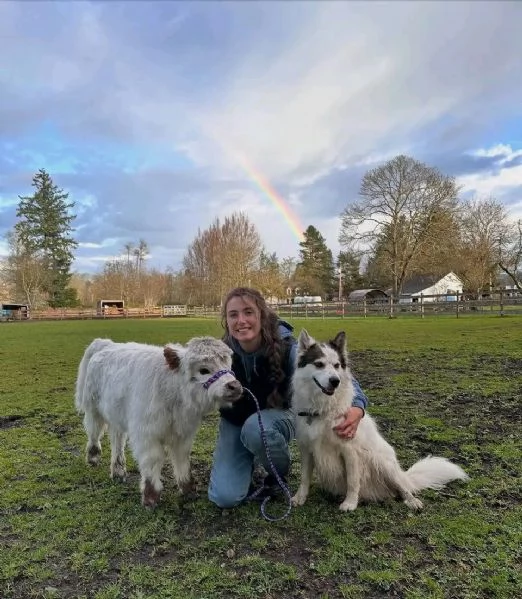 Mini mucca delle Highlands | Foto 0