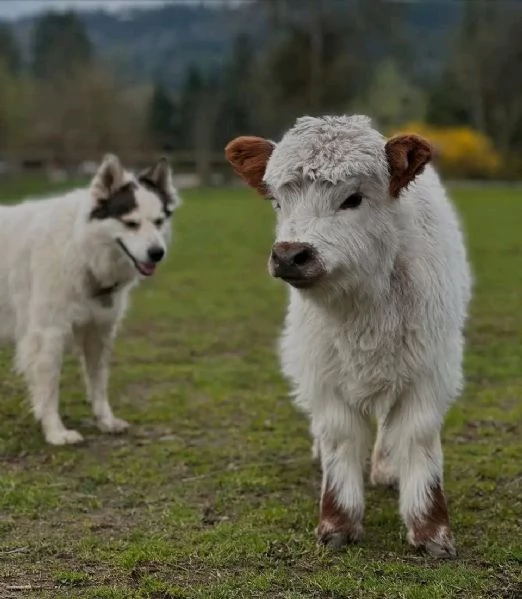 Ho delle mucche mini highland maschi e femmine in vendita. Contattateci per maggiori informazioni.