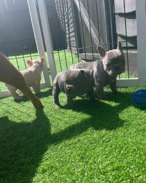 Regaliamo i nostri cuccioli di bulldog francese, maschio e femmina | Foto 2