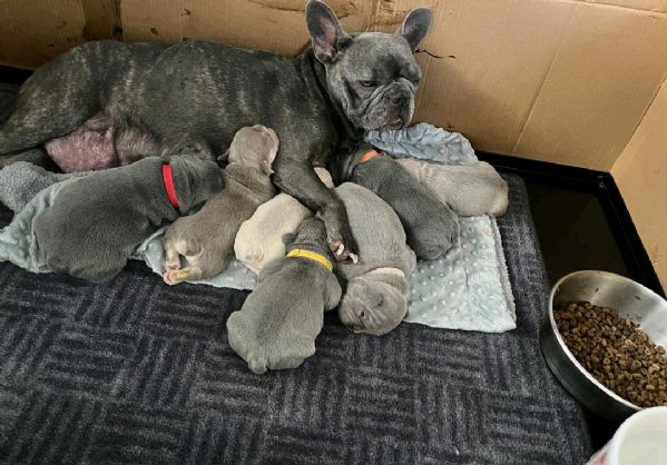 Regaliamo i nostri cuccioli di bulldog francese, maschio e femmina | Foto 1