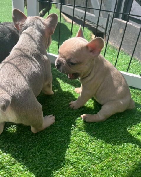 Regaliamo i nostri cuccioli di bulldog francese, maschio e femmina | Foto 0