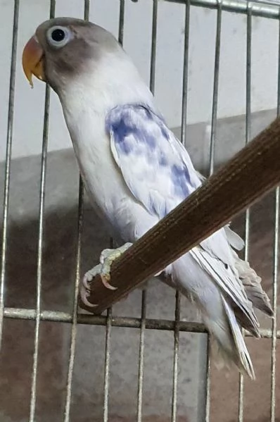 Inseparabili Roseicollis e personatus