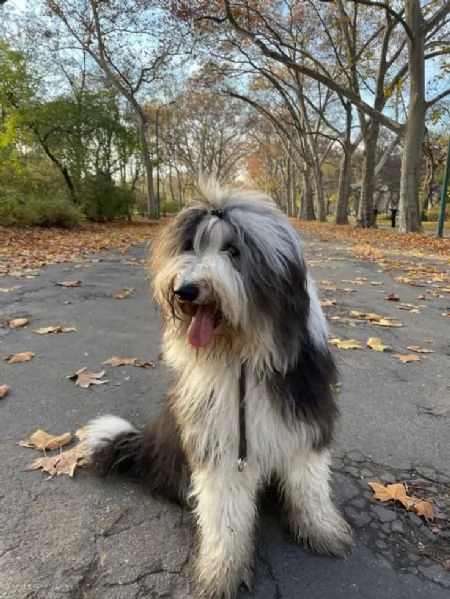 REGALO BEARDED COLLIE 